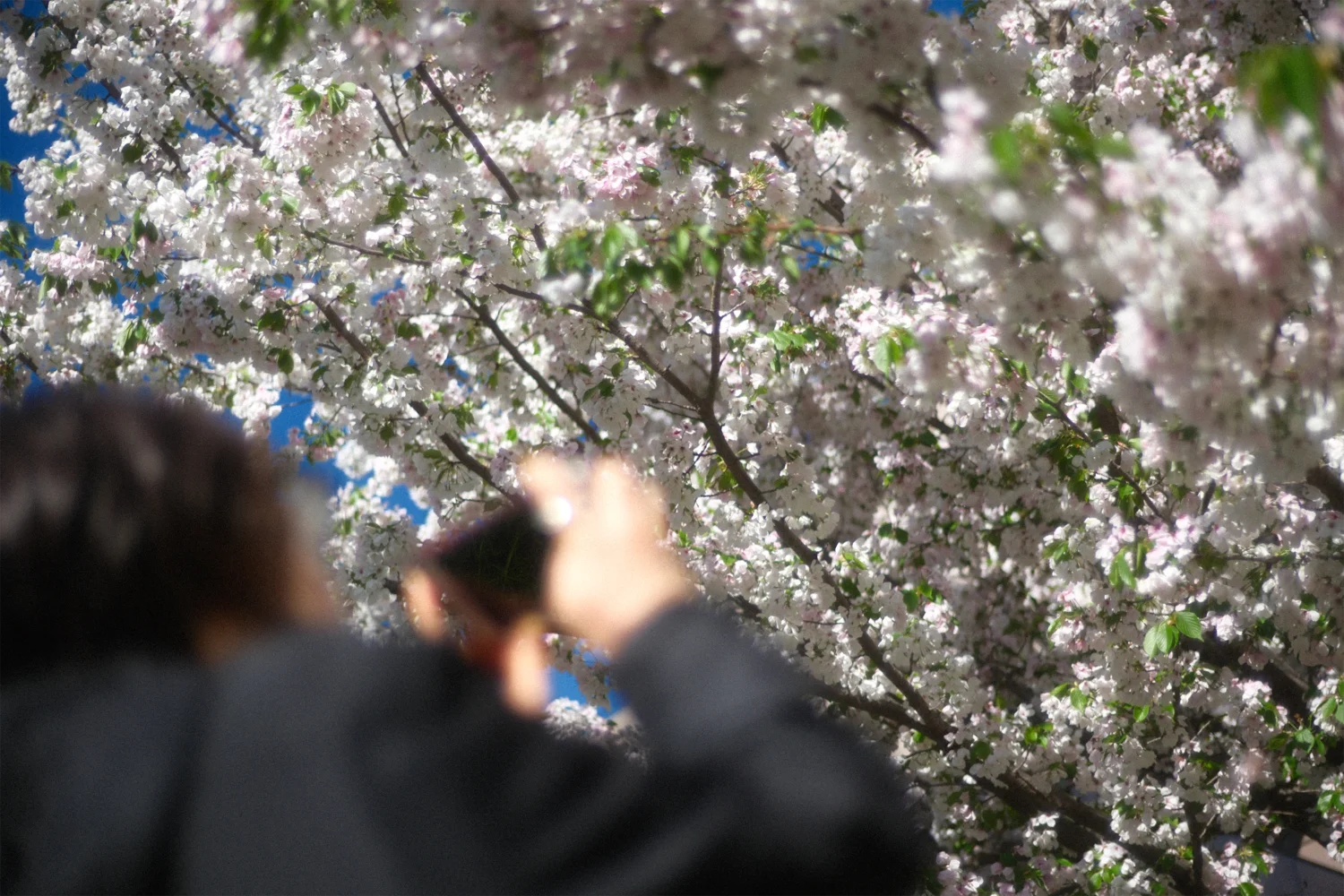 砧公園の春 / Kinuta Park in spring