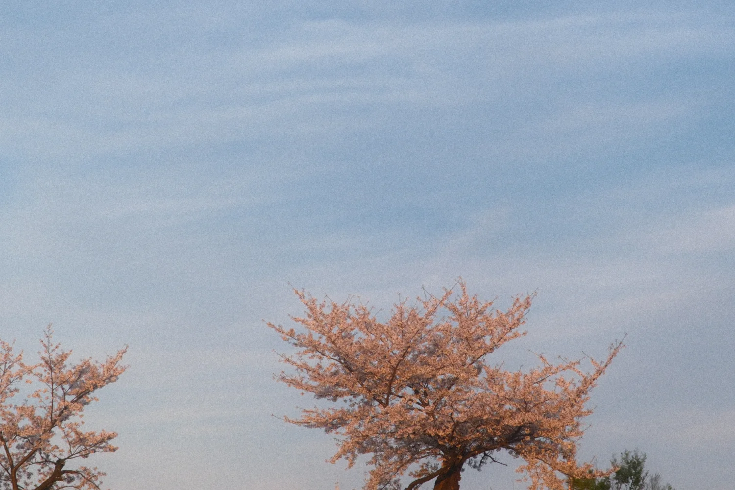 砧の桜 / Cherry blossoms in Kinuta, Setagaya, Tokyo