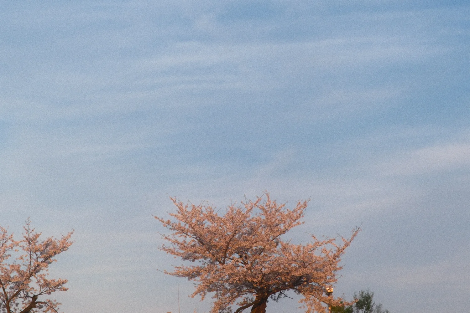 砧の桜 / Cherry blossoms in Kinuta, Setagaya, Tokyo